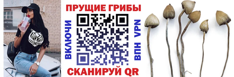 Псилоцибиновые грибы Cubensis Верхний Уфалей